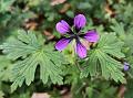 Trailing Geranium